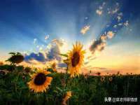石家庄途盼商贸有限公司