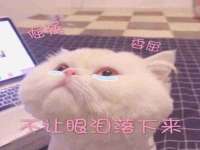 石家庄途盼商贸有限公司