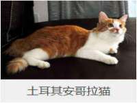 石家庄途盼商贸有限公司