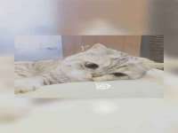 石家庄途盼商贸有限公司