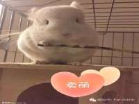 石家庄途盼商贸有限公司