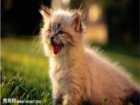 石家庄途盼商贸有限公司